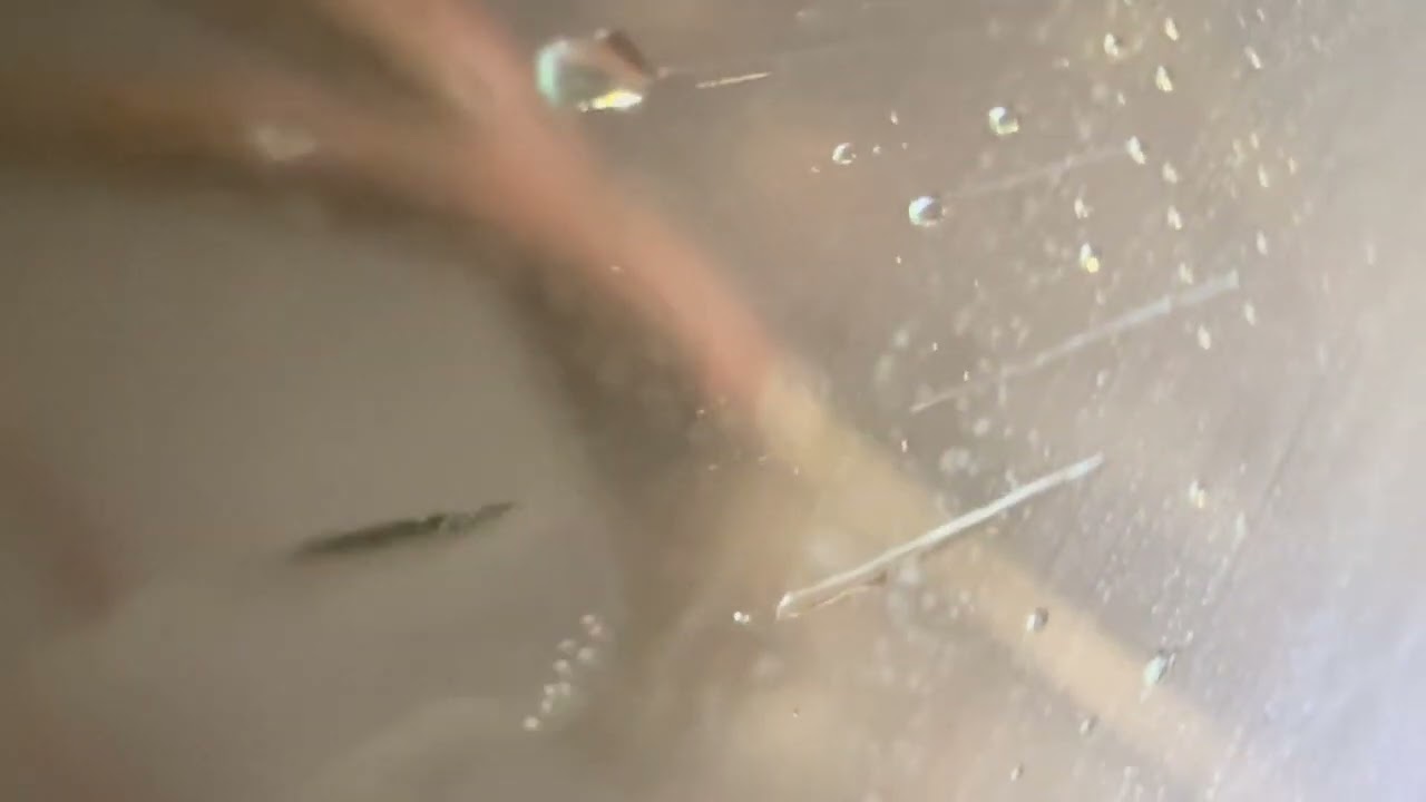 Vattenbläster Aquanife Restomate