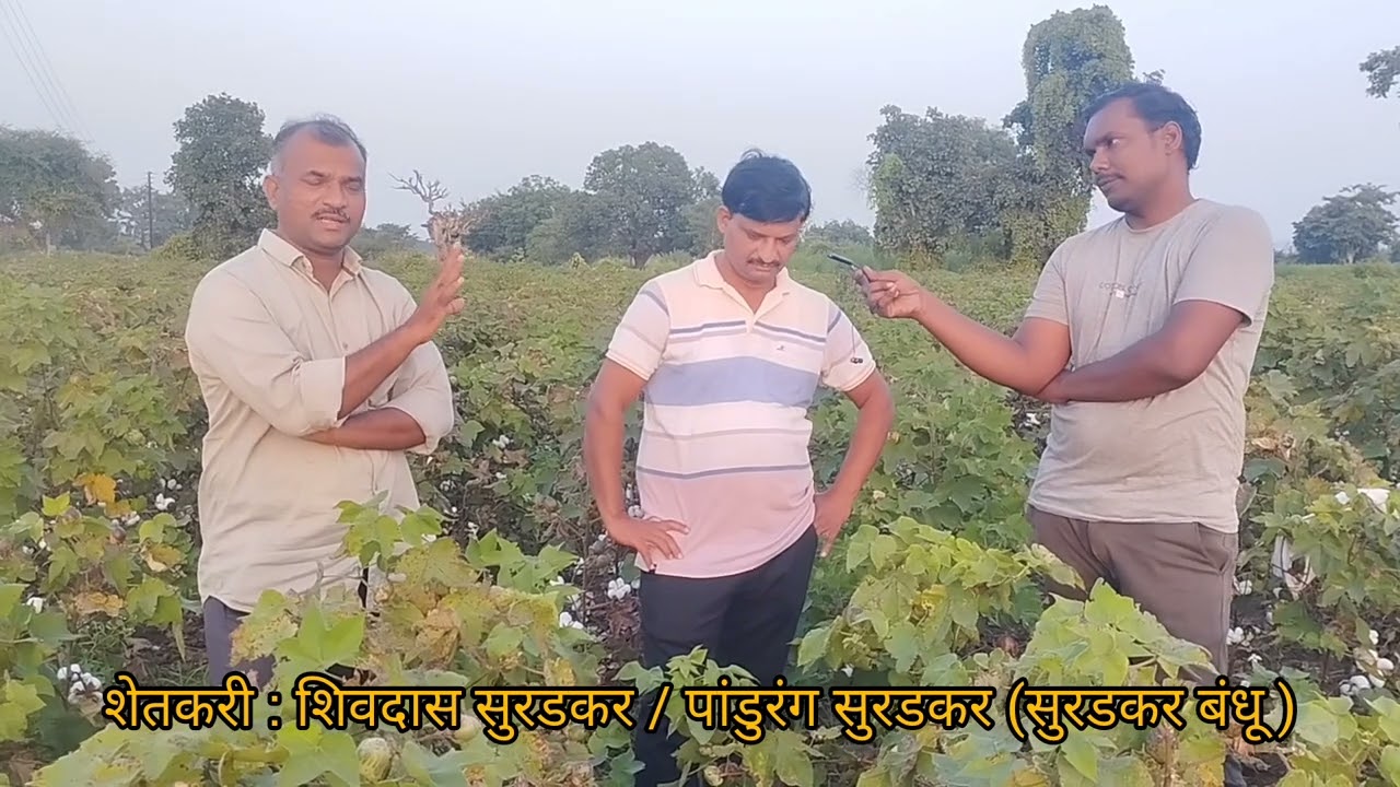 घनदाट कापूस लागवड पद्धत खर्च कमी उत्पादन जास्त | HDPS Cotton 