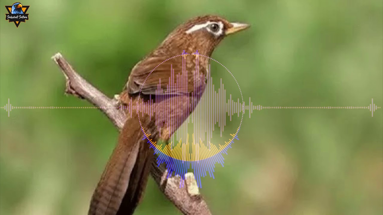 SUARA KICAU BURUNG HWAMEI WAMBI GACOR COCOK UNTUK MASTERAN 
