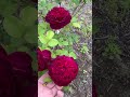 Munstead Wood  David Austin  English Roseムンステッド・ウッド