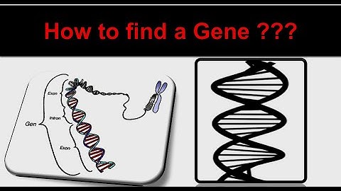 How to find a gene| how  to retrieve gene sequence| how to identify gene protein