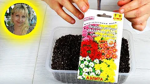 Как посадить многолетнюю Хризантему на рассаду