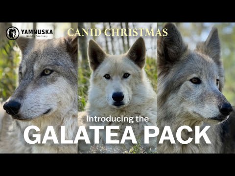 MEET THE GALATEA