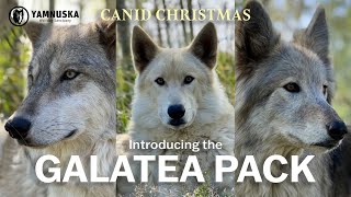 MEET THE GALATEA PACK! Canid Christmas at Yamnuska Wolfdog Sanctuary