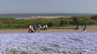 国営ひたち海浜公園ネモフィラの丘2017 ネモフィラの丘 検索動画17 国営ひたち海浜公園ネモフィラの丘2017 ネモフィラの丘 検索動画 17