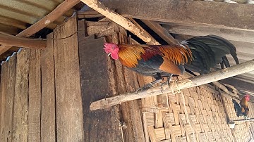 qaib qus txuam tom 3 daj zoo nraug kawg 2021