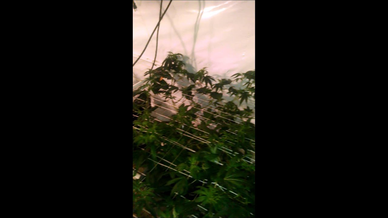 Rdwc blue planet nutes