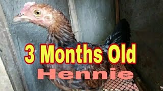 3 Months Old Hennie