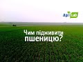 Агрошкола AgriLab: Яке добриво обрати для підживлення пшениці