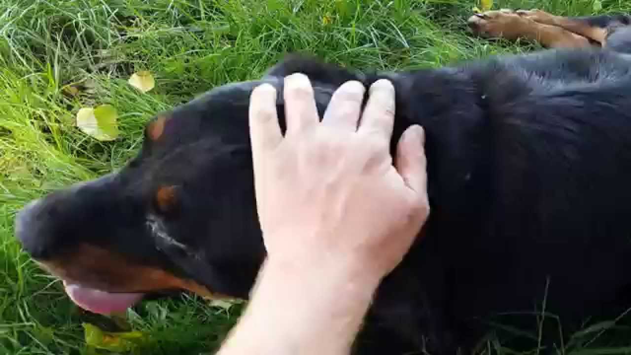 Update: Hand feeding scared stray rottweiler dog that needs medical ...