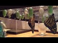 Monarch Butterfly Life Cycle