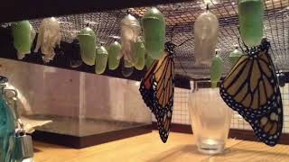 Monarch Butterfly Life Cycle