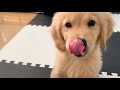 【おやつタイム】ビスケットの美味さを知った、ゴールデンレトリバー子犬ビスケ🍪