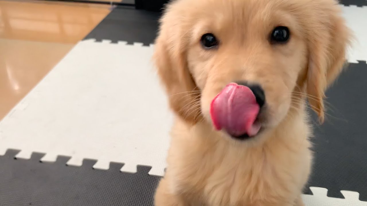 おやつタイム ビスケットの美味さを知った ゴールデンレトリバー子犬ビスケ Youtube おやつタイム ビスケットの美味さを知った ゴールデンレトリバー子犬ビスケ Youtube
