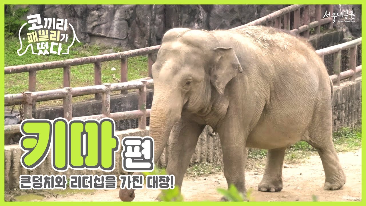 사람 말을 알아듣는 코끼리가 있다고? 카리스마 뿜뿜 대장 키마 | 코끼리패밀리가떴다 | 서울대공원