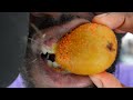 Eating kiwi skin  asmr
