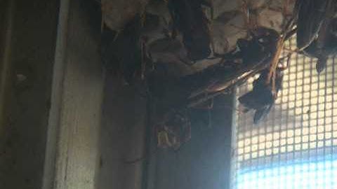 head grooming crystal clear but SHORT)