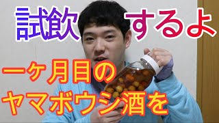 一ヶ月目のヤマボウシ(山法師)酒を試飲しました！！