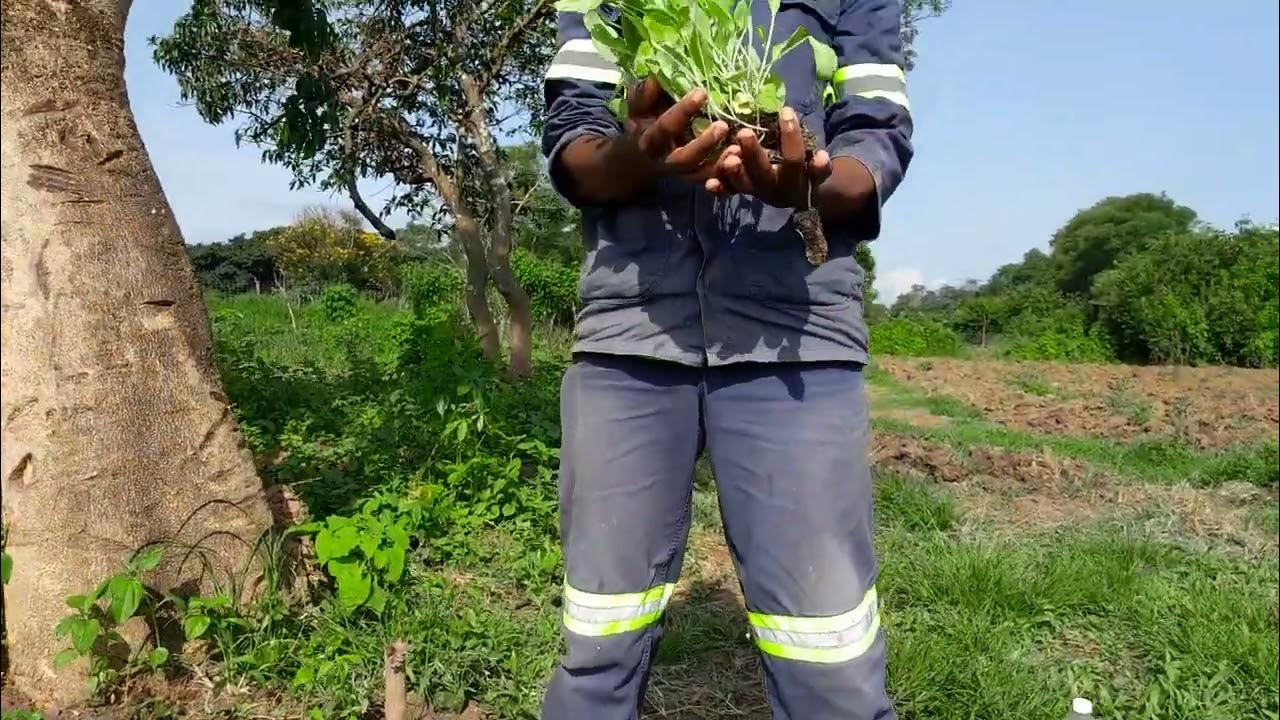 How to Plant Cabbages using conservation agriculture with drip