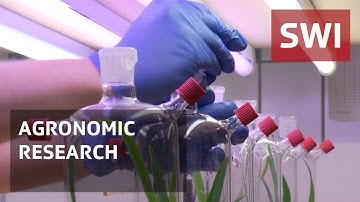 Odour sensors to combat plant pests