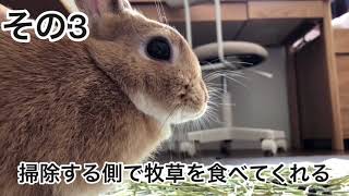 #158 うさぎ小屋の掃除当番あるあるを言いたい