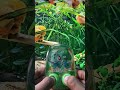 Bulbasaur Water Gamebot #gaming #squidgame #satisfyingvideo #satisfying #toys