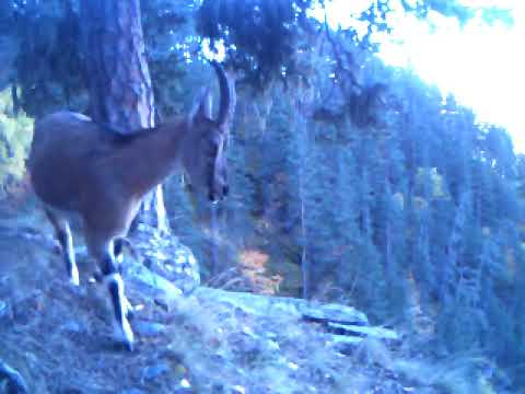 ნიამორი თუშეთის ეროვნულ პარკში | Tusheti National Park