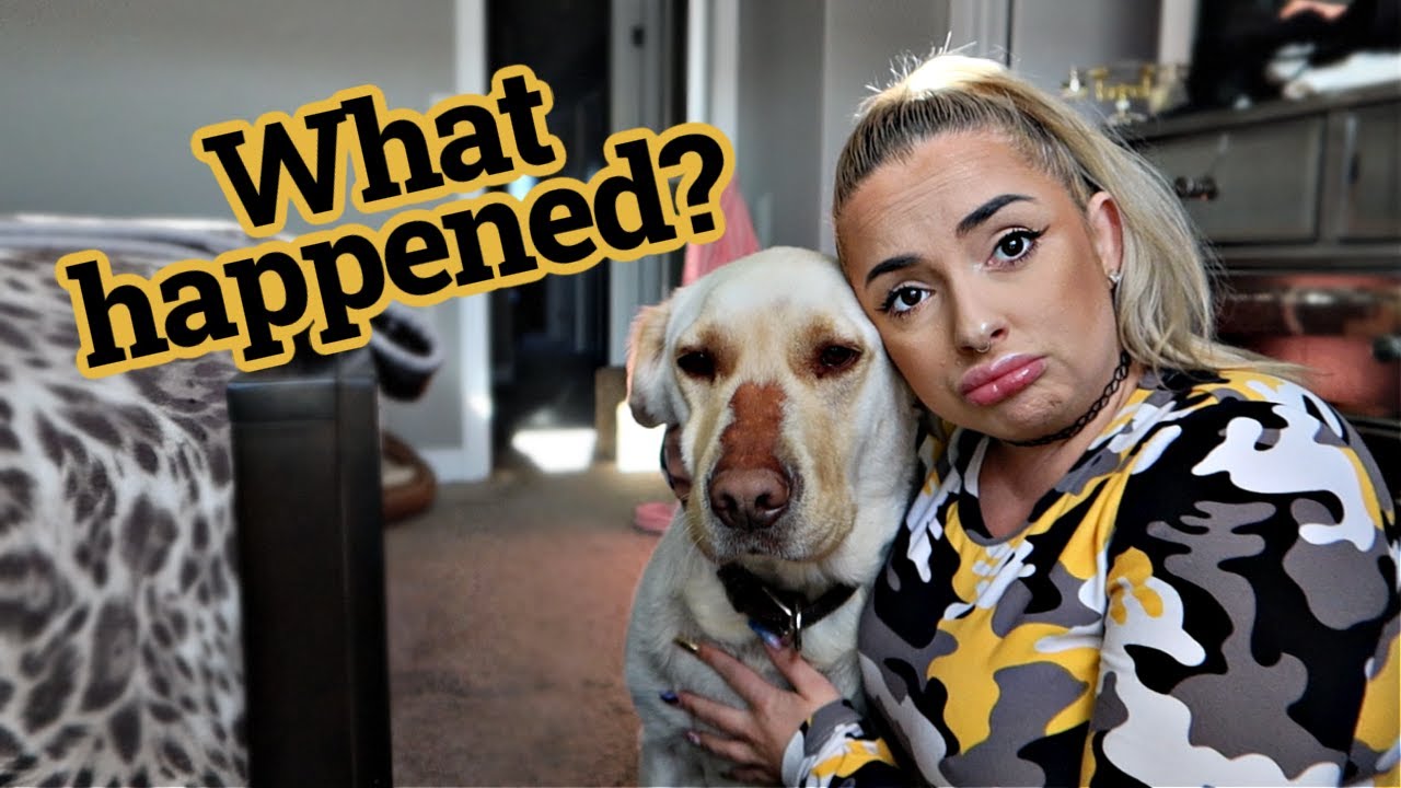 Why Benny lost all the hair on his nose :(