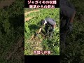 ジャガイモの収獲～雑草から救出する：2023年配信ショート動画