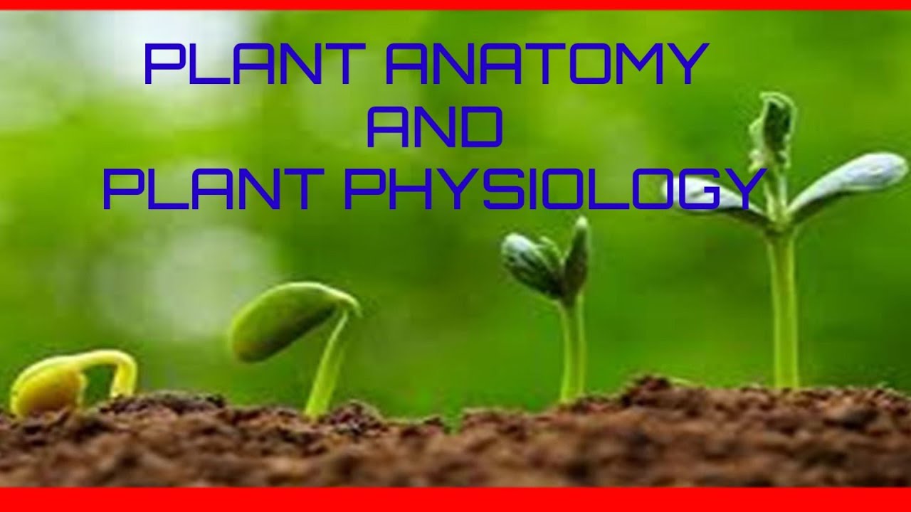 PLANT ANATOMY AND PLANT PHYSIOLOGY YouTube