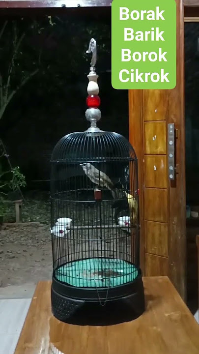 trucukan gacor borak barik borok cikrok #trucukan #trucuk #trucukangacor #trucukanfighter