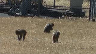 養老渓谷の近くにいた野生の猿 2016/3/3 Monkeys on the other side of rapeseed flowers, Otaki, chiba, Japan