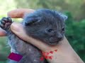 CUIDADOS de GATITOS LACTANTES sin Madre. Sabias que El Ronroneo de los Jueves