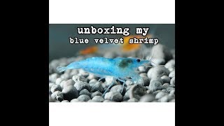 Unboxing my BLUE VELVET Shrimp