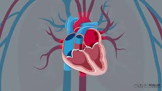 SCHILLER ECG: How Does the Heart Work?