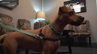 Celebrating Take Your Dog To Work Day
