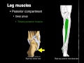 Posterior compartment leg muscles