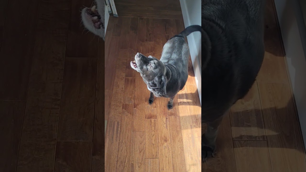 Max has his voice! He says enough with the cold and snow! 