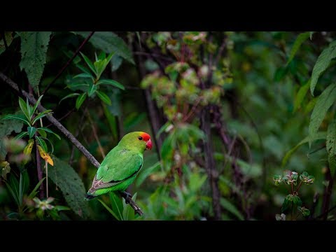 Nature sounds - African Cloud Forest sound effects library