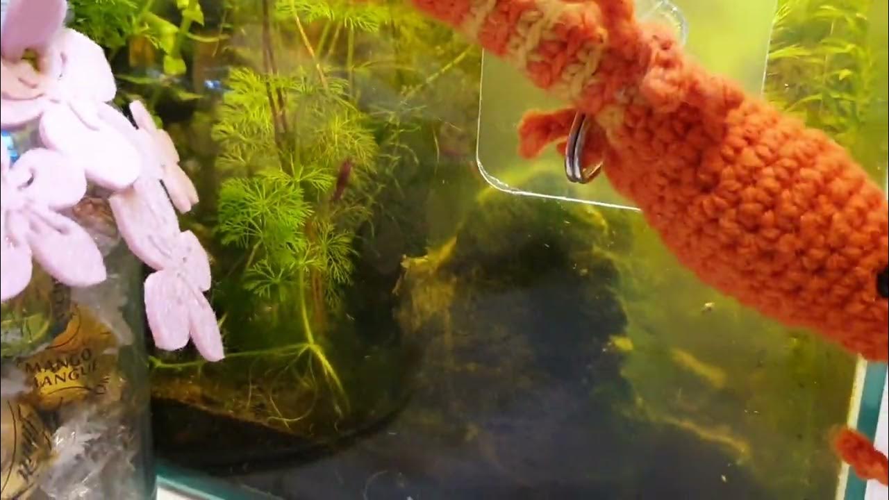 Garnelen und Egel im NanoCube Zugewuchertes Aquarium YouTube