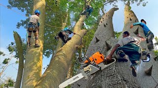 Dangerous Tree Felling: Massive Poisonous Thorny Tree Removal