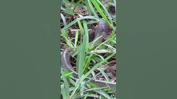 NATURE #wildlife #SNAKE #BEAUTIFUL SNAKE #CLIMBING tree #SNAKE INDIAN #ZOO SNAKE #REPTILE #VIRALvidi