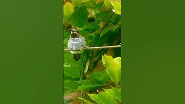 Anna’s hummingbird in a territorial dispute!
