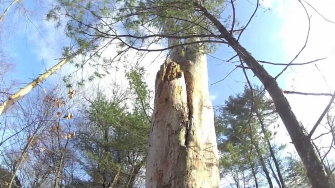 65' dead Pine removal, Vendetti Tree Service (Lexington, Ma.) - YouTube