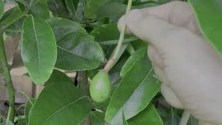 Avocado Fruit Progress. May 21, 2024.