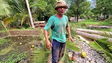Vua Khỉ Miền Tây Cưa Cây Dừa Siêu Cao. Sawing a tall coconut tree