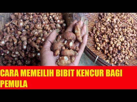 Biji Kencur