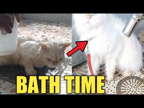 वीडियो: फ़ारसी बिल्ली को कैसे धोएं