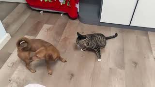 Crezy Dog and Cat Extream Fighting - Angry Dog - Crezy Cat by Dodo and Pipi 2,832 views 3 months ago 1 minute, 29 seconds