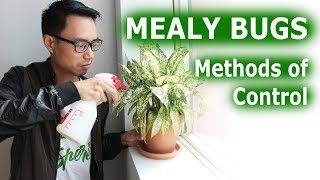Dealing with Mealy Bugs | House Plant Journal